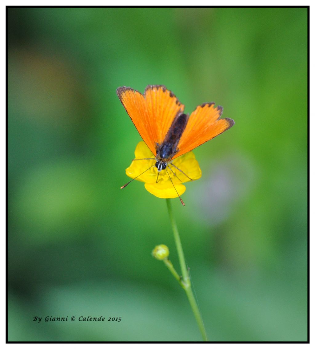 Lycaena virgaureae? S